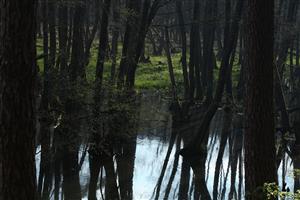 Fotografia zachytáva biotopy v TML.