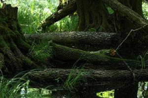 Fotografia zachytáva biotopy v TML.