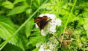 Foto vzácneho druhu Hypodryas maturna, ktorý som našiel na okraji lokality po prvýkrát