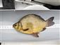 Carassius carassius