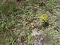 Detail porastu s Festuca valesiaca, Potentilla arenaria, Tithymalus cyparissias a Thymus praecox