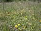 Detail porastu s Hippocrepis comosa, Sanguisorba minor