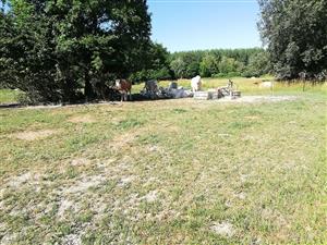 Pasenie dobytka na TML.