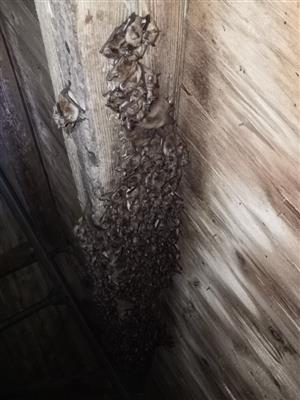 pohľad na kolóniu Myotis emarginatus v zadnej časti lode podkrovia kostola