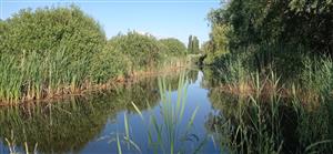 TML Parížske močiare (monitoring R.arvalis), pohľad na JV obtokový kanál (Gbelský kanál), foto: J.Lengyel, jún 2021.