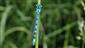 samec Coenagrion ornatum
