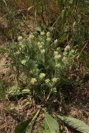 Oxytropis pilosa