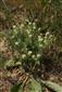 Oxytropis pilosa