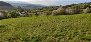 južná časť nekosenej polovice lokality (Ištvičov)