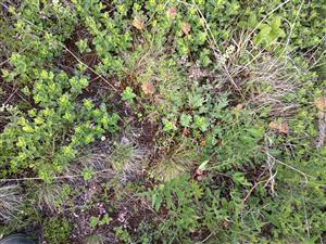 Detail porastu s Festuca valesiaca, Teucrium chamaedrys, Sanguisorba minor, Thymus pannonicus, Colymbada scabiosa, Botriochloa ischaemum, Potentilla heptaphylla