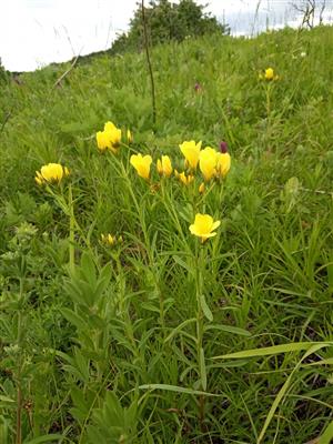Linum flavum v poraste Tr1