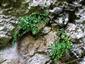Asplenium ruta - muraria