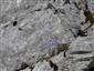 Karbonátové skalné sutiny alpínskeho až montánneho stupňa (12.8.2021)