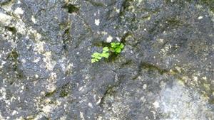 Woodsia ilvensis