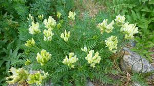 Oxytropis campestris subsp. tatrae