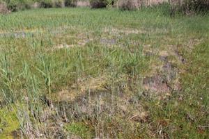 severná veľmi zvodnená časť lokality