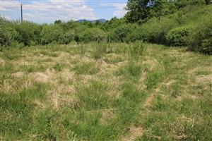 pohľad na zadnú časť polygónu, zarastanie a hromadenie stariny sa podpísalo na zániku slatinnej vegetácie