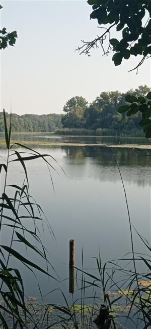 Pohľad na sz časť TML Číčovské mŕtve rameno. Foto: 7.7.2021, J.Lengyel.