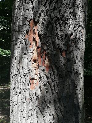 Pobytové znaky fuzáča veľkého.