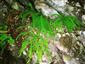 Asplenium trichomanes