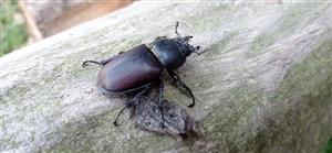 samička Lucanus cervus, TML Burda (Bajtava), júl 2021, foto: J.Lengyel.