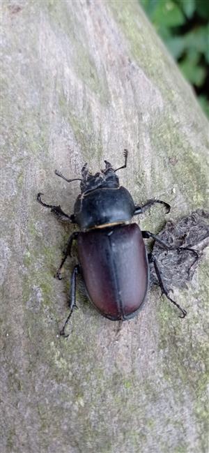 samička Lucanus cervus, TML Burda (Bajtava), júl 2021, foto: J.Lengyel.