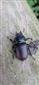 samička Lucanus cervus, TML Burda (Bajtava), júl 2021, foto: J.Lengyel.