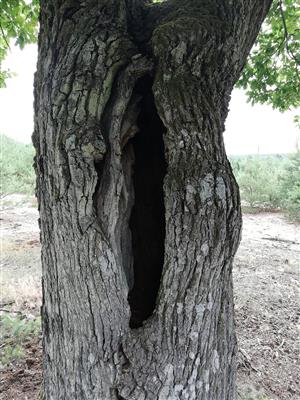 Dub s výskytom pižmovca.