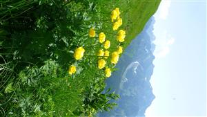 Trollius altissimus