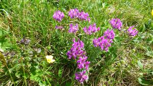 Oxytropis halleri