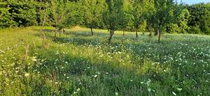 fotografia rovnakého miesta ako fotografia č. Z065183 zhotovená počas predchádzajúceho monitoringu