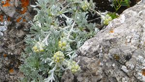 artemisia eriantha na lokalite