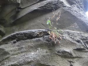 štrbinová vegetácia - detail - Potentilla rupestris