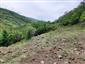 jašterica múrová (12.6.2021)