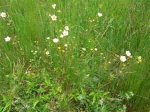 Potentilla rupestris