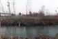 Pohľad na priesakový kanál, TML Číčovské rybníky s pobyt. znakmi po C.fiber, foto: 10.1.2020, J.Lengyel. 