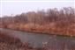 Pohľad na časť TML Číčovské rybníky, obtokový kanál, s výskytom C.fiber. Foto: 10.1.2020, J.Lengyel.