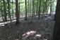 Eurosibírske dubové lesy na spraši a piesku (25.7.2021)