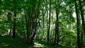 Dubovo-hrabové lesy lipové (25.7.2021)