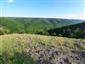 jašterica múrová (15.5.2021)