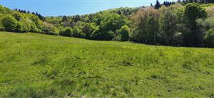 pohľad na J časť lokality, fotografia odpovedá fotografii z minulého monitoringu