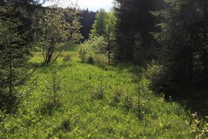 zarastanie drevinami