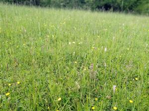 Porast as. Anthoxantho-Agrostietum