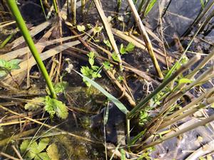 Apium repens