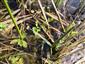 Apium repens