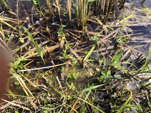 Apium repens