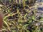 Apium repens
