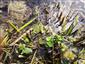 Apium repens