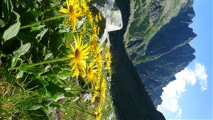Doronicum stiriacum v TML