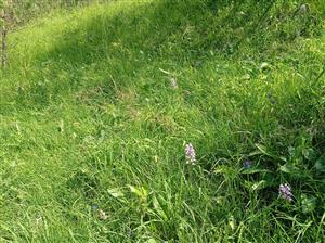 Orchis militaris na lokalite